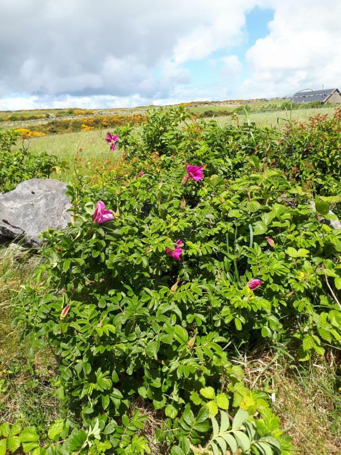 Doolin Farm Apartment Extérieur photo